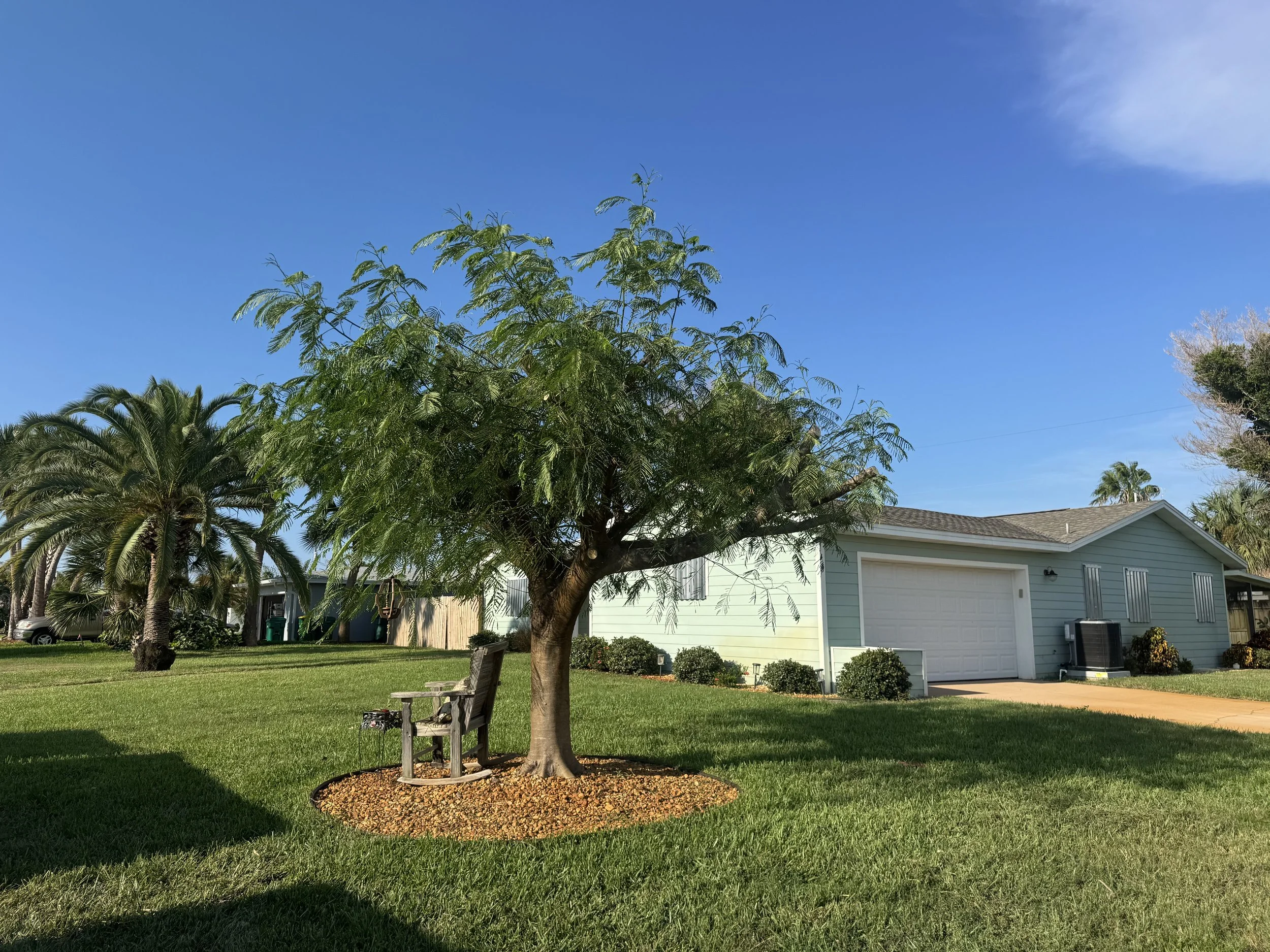 A backyard with a green lawn, a small blooming tree, and tropical palm trees. There is a white house with a garage and a bench in the yard. Clear blue sky overhead with a few wisps of clouds.