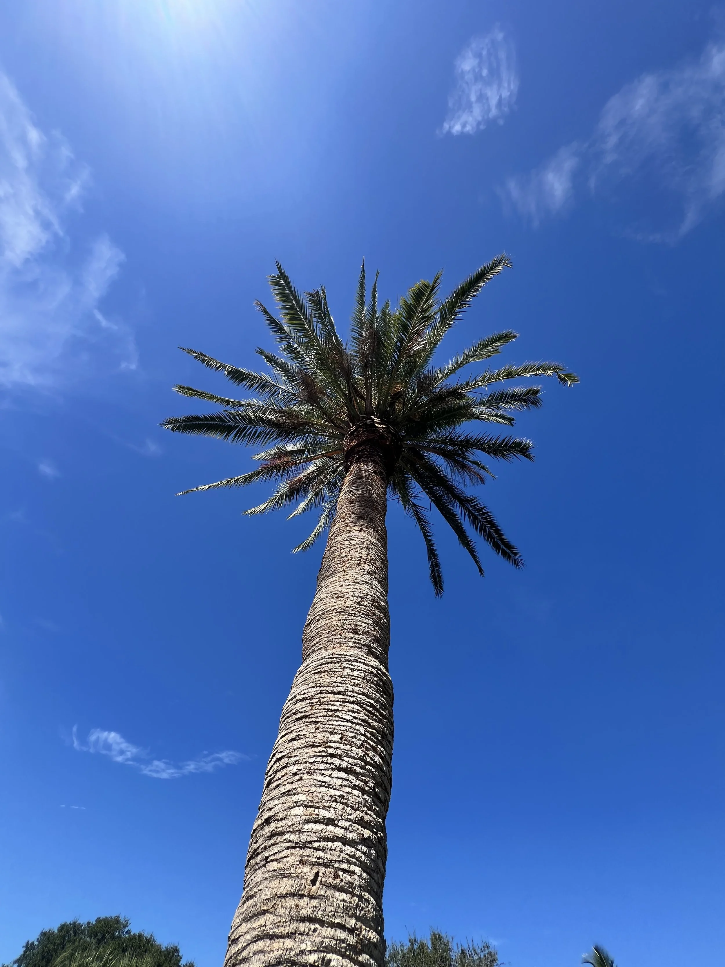 Tall palm tree with green fronds against a bright blue sky with a few clouds and sunlight.