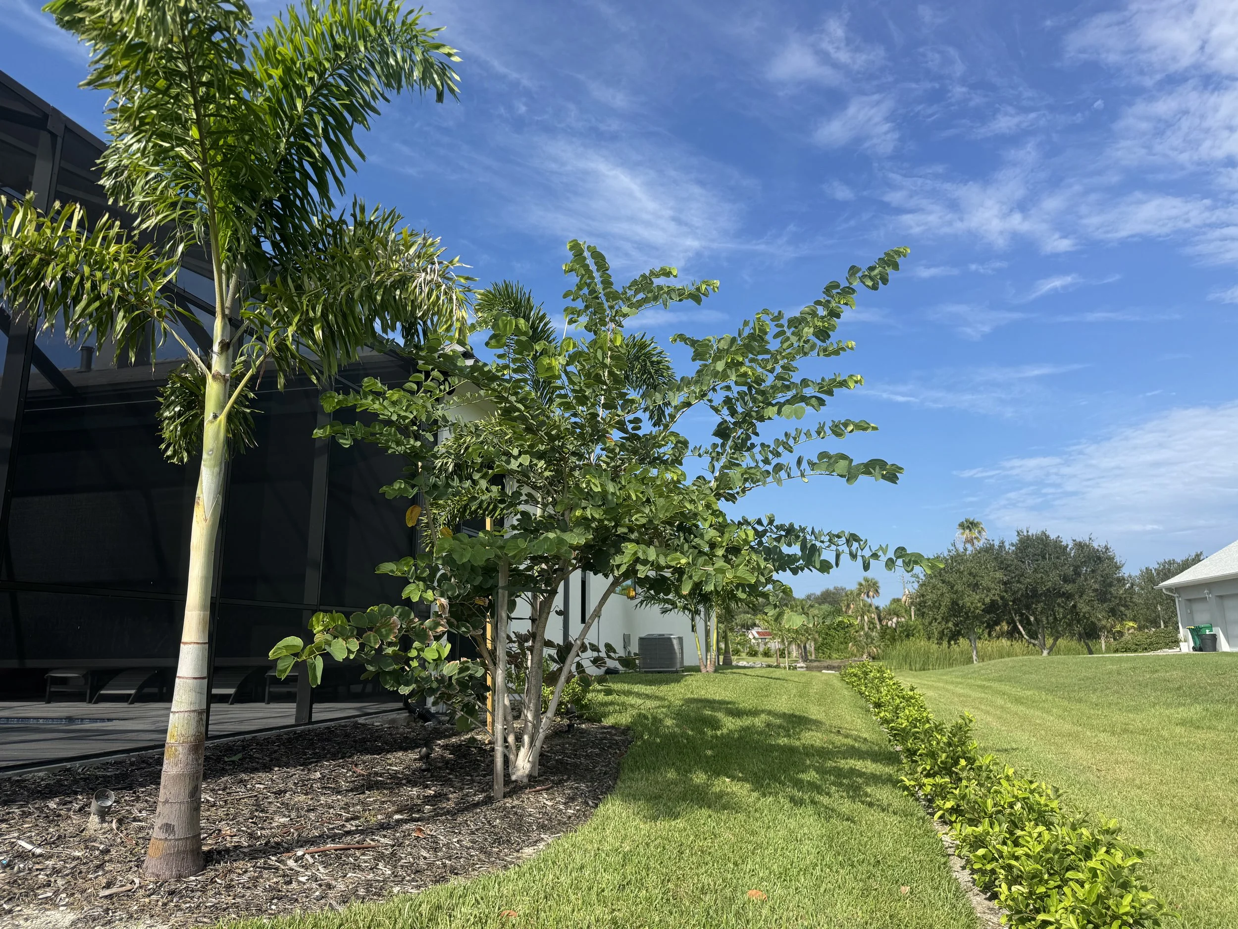 A backyard with two trees, a black building, a lawn, and a blue sky with some clouds.