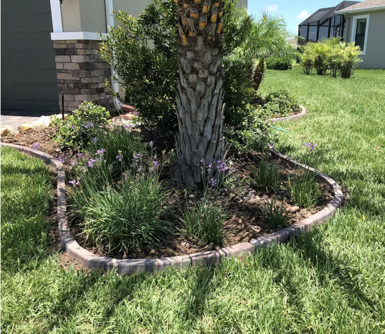 A backyard garden bed with a palm tree in the center surrounded by purple flowers and green foliage. The bed is edged with bricks, and the area has manicured grass and neighboring houses in the background.
