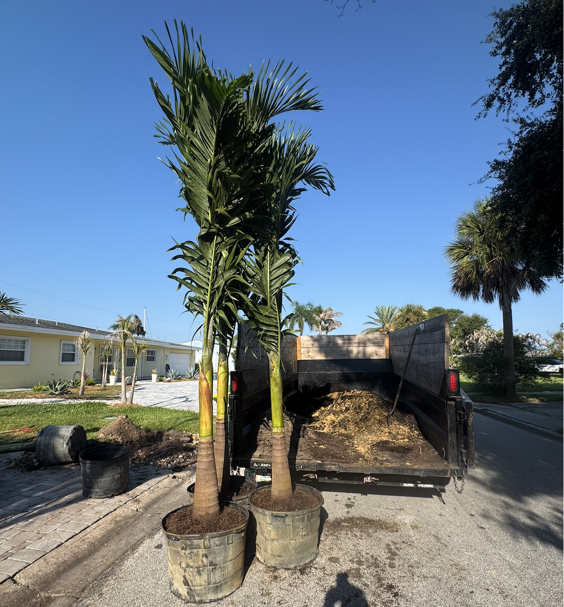 Two potted palm trees in front of a black utility trailer loaded with brown soil, with a yellow house and palm trees in the background under a clear blue sky.
