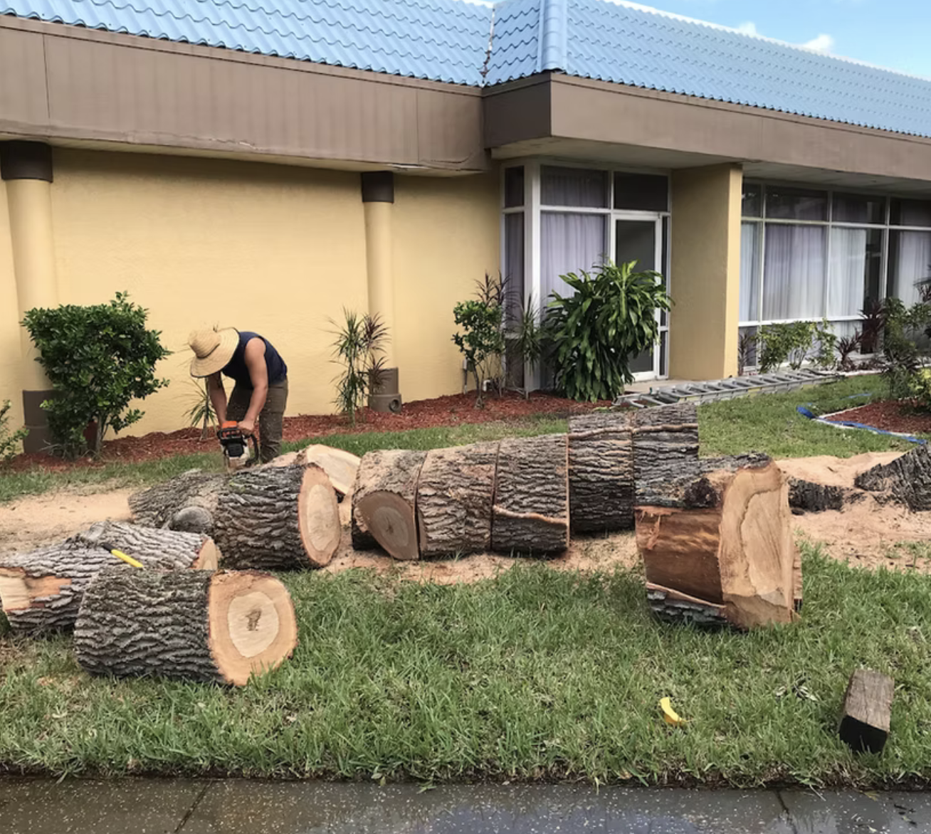 Person cutting fallen tree logs in front yard of yellow house with large windows and garden plants.