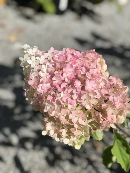 IMG_1908.webp