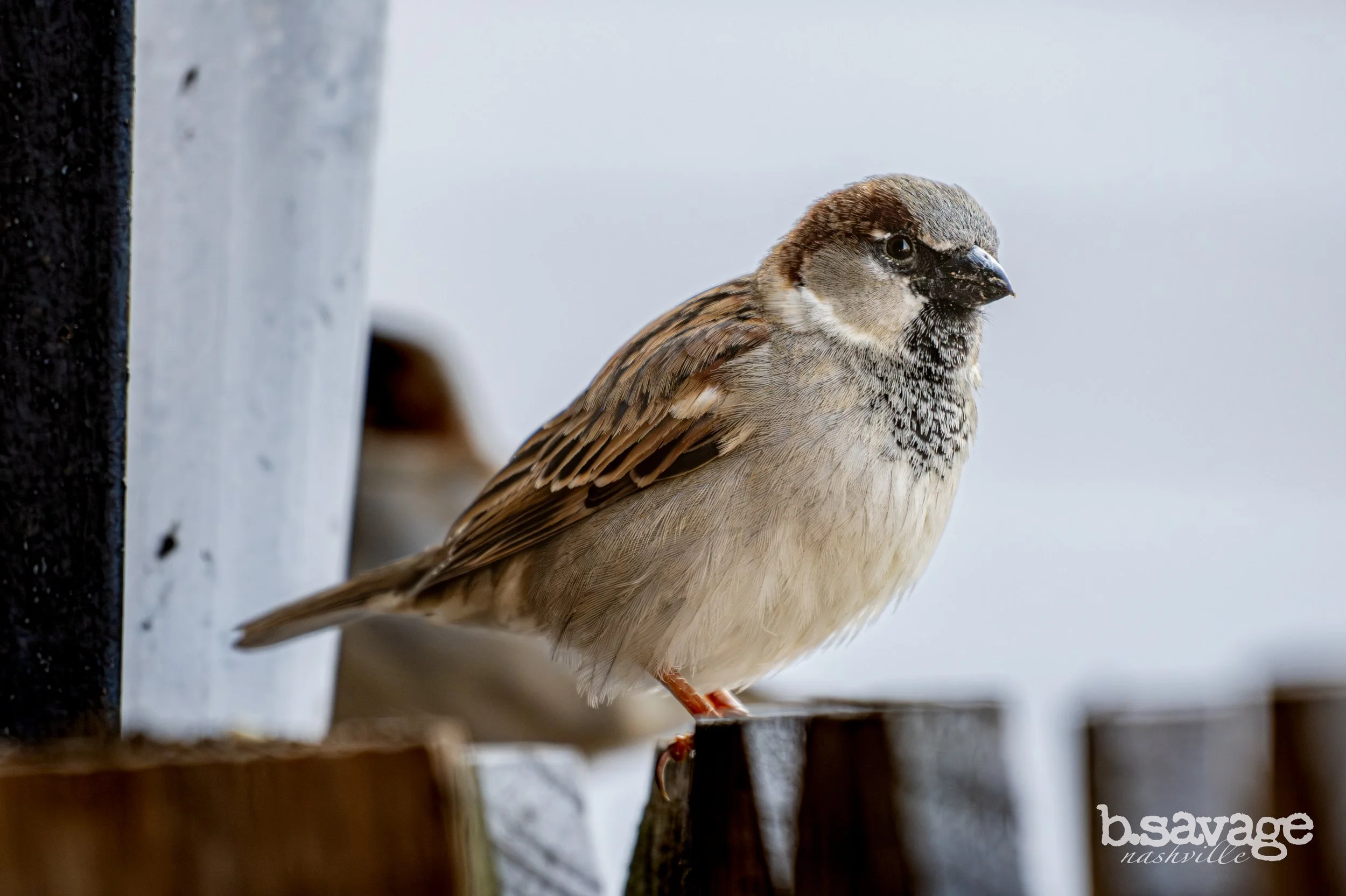 A close-up of a small brown and grey bird perched on a wooden surface, with a blurred background and partially visible black and white vertical post on the left.