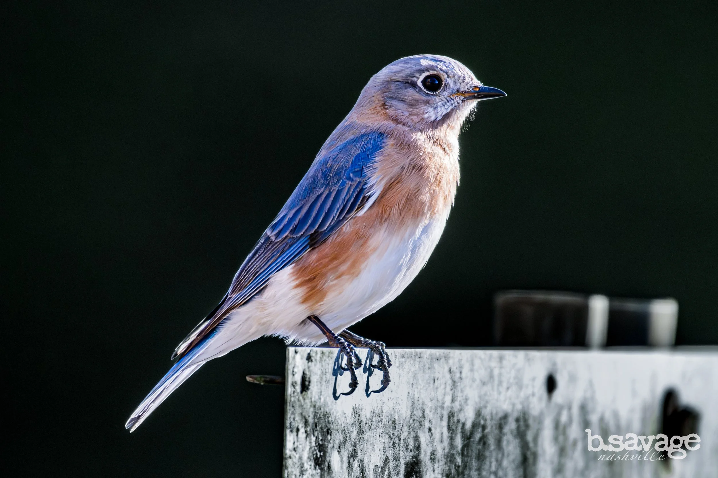 A small songbird with blue and tan feathers perched on a white post, dark background.