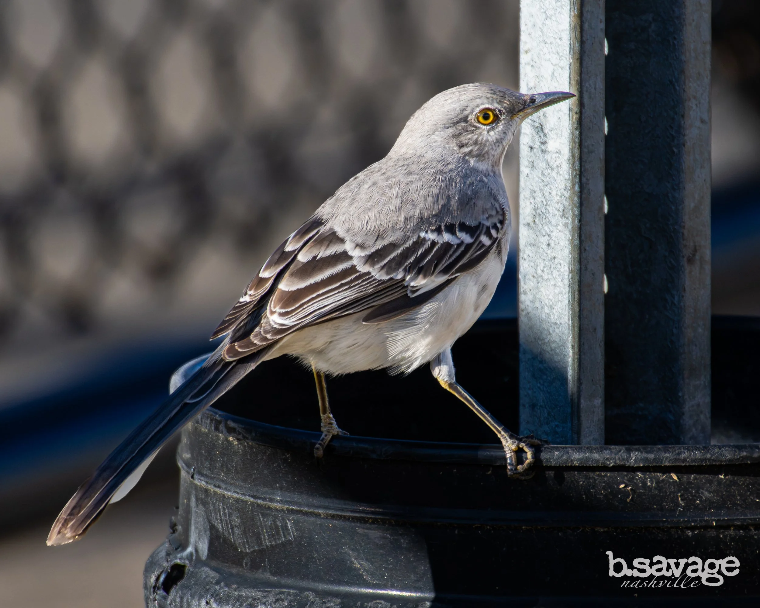 A bird with a gray head and black and white wings perched on the edge of a metal bird feeder.