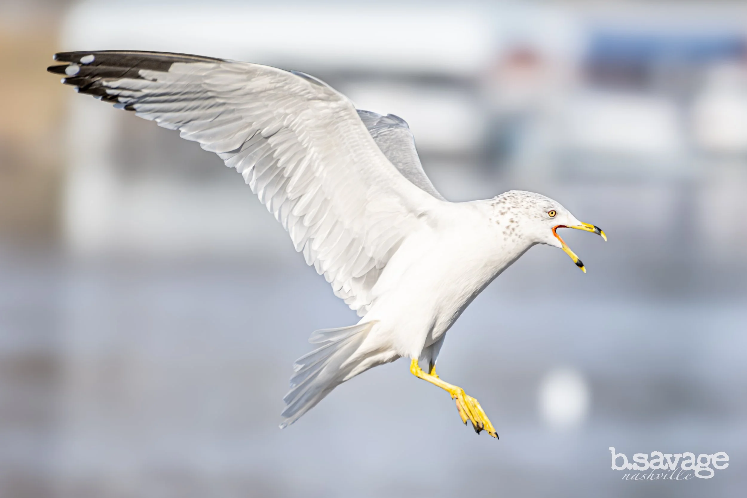 A seagull flying with its wings spread wide, beak open, and yellow legs extended, against a blurred background.