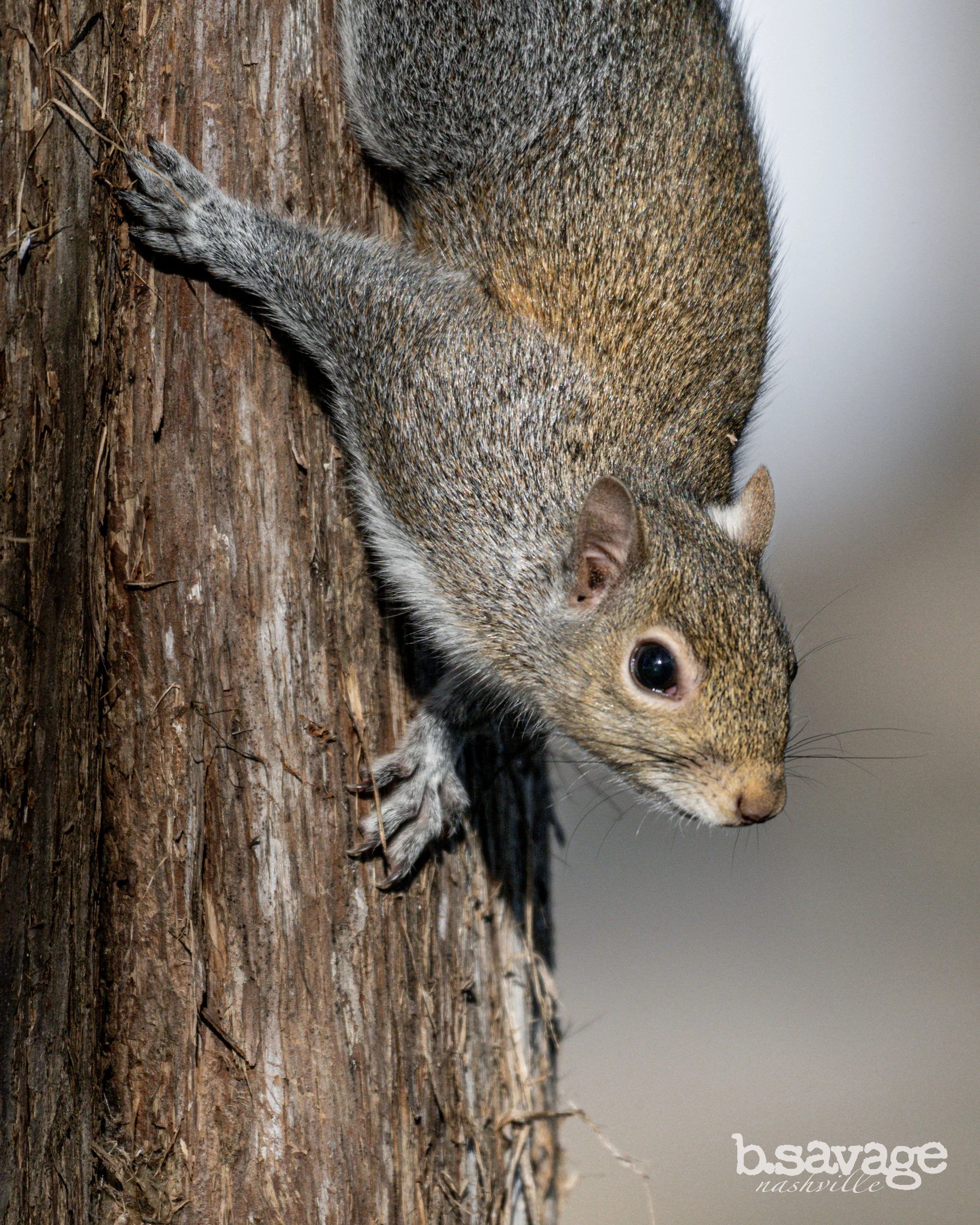 A squirrel climbing on a tree trunk.