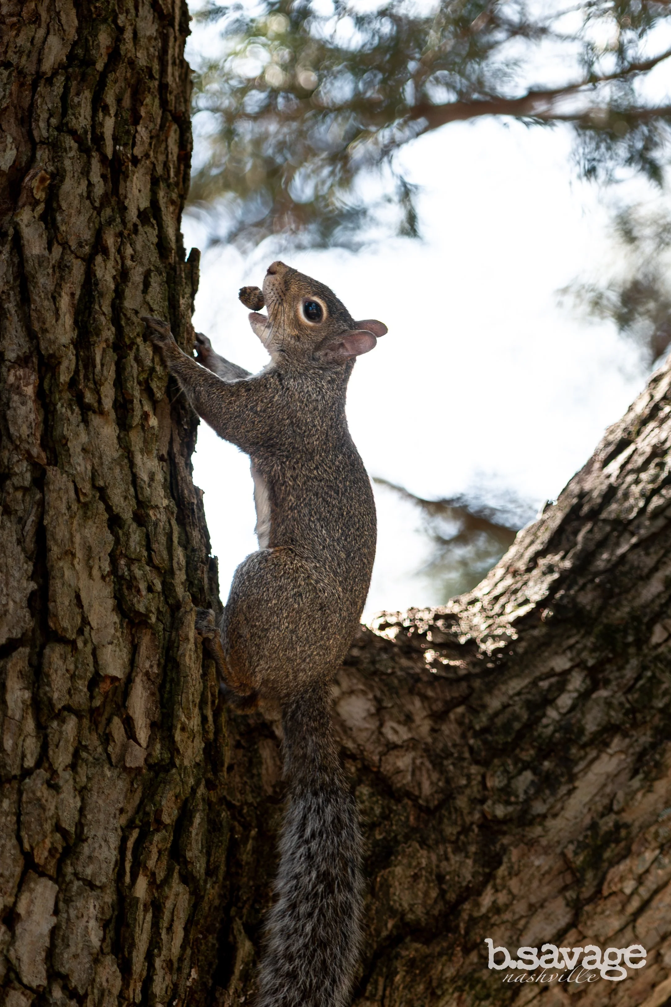 A squirrel climbing a tree trunk, with branches and sky in the background.