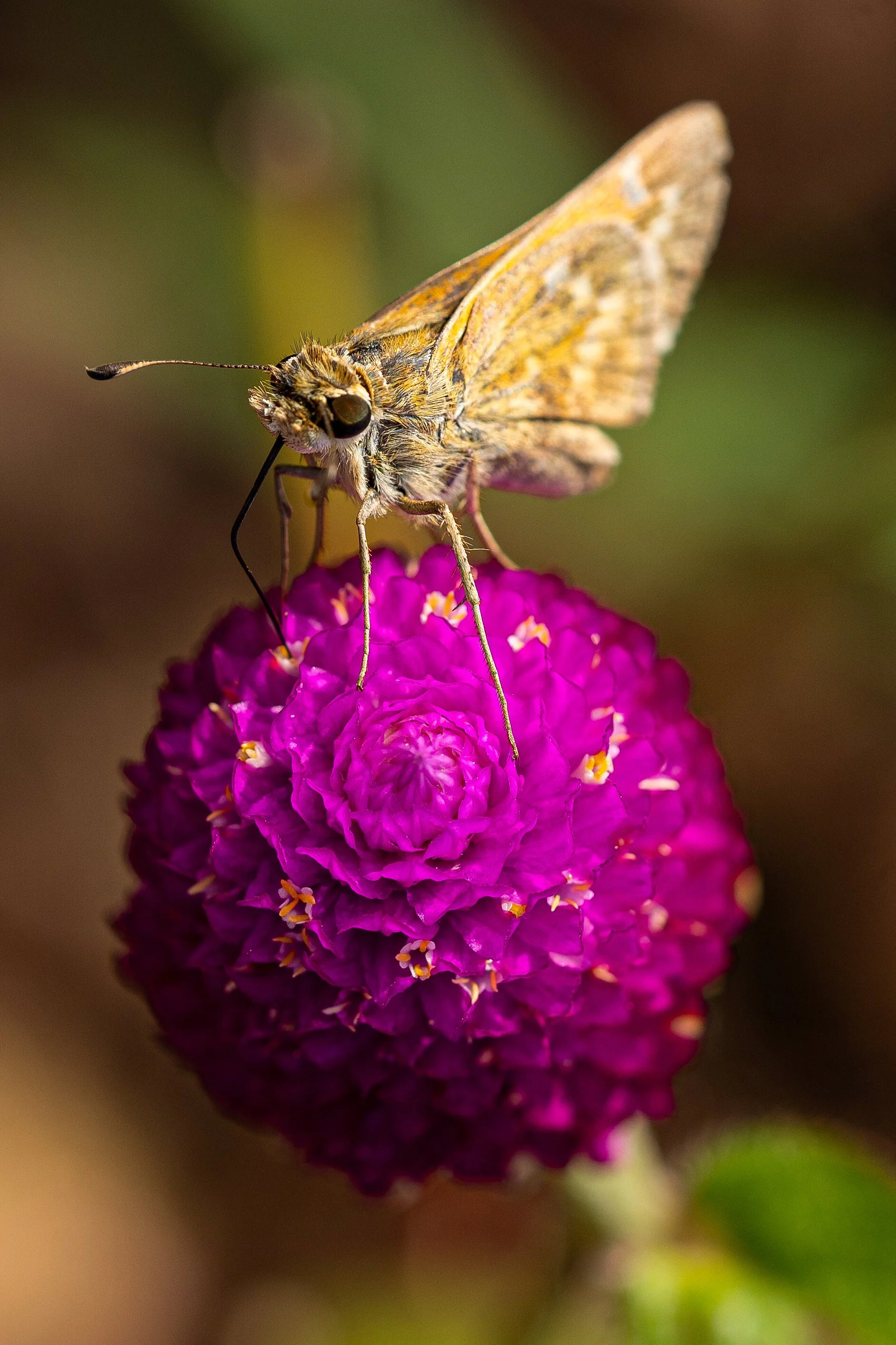 Close-up of a butterfly with yellow and black wings perched on a vibrant purple flower.