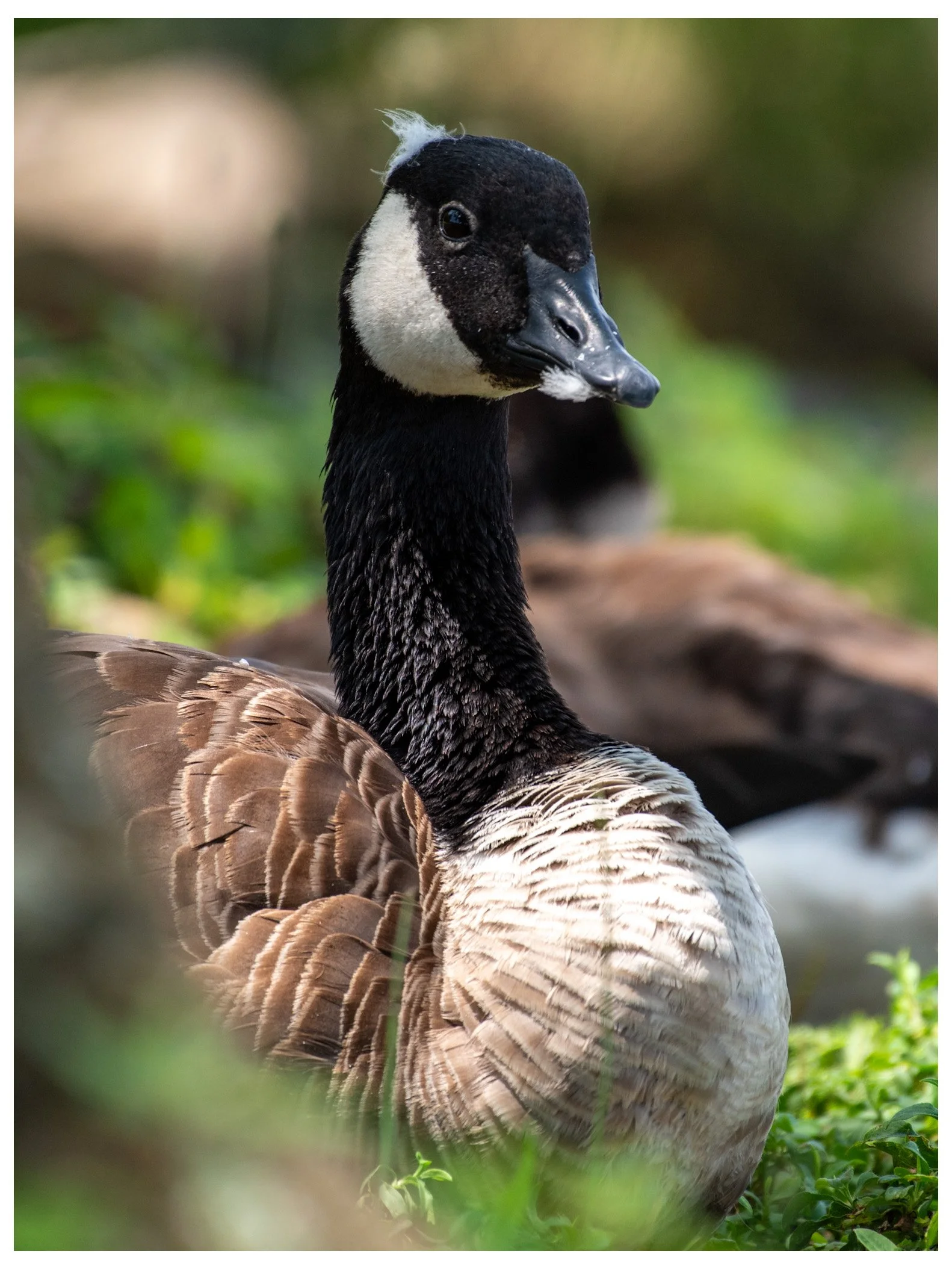 Close-up of a Canada goose with black head and neck, white patches on face, brown and tan body, standing on green grass with blurred background.