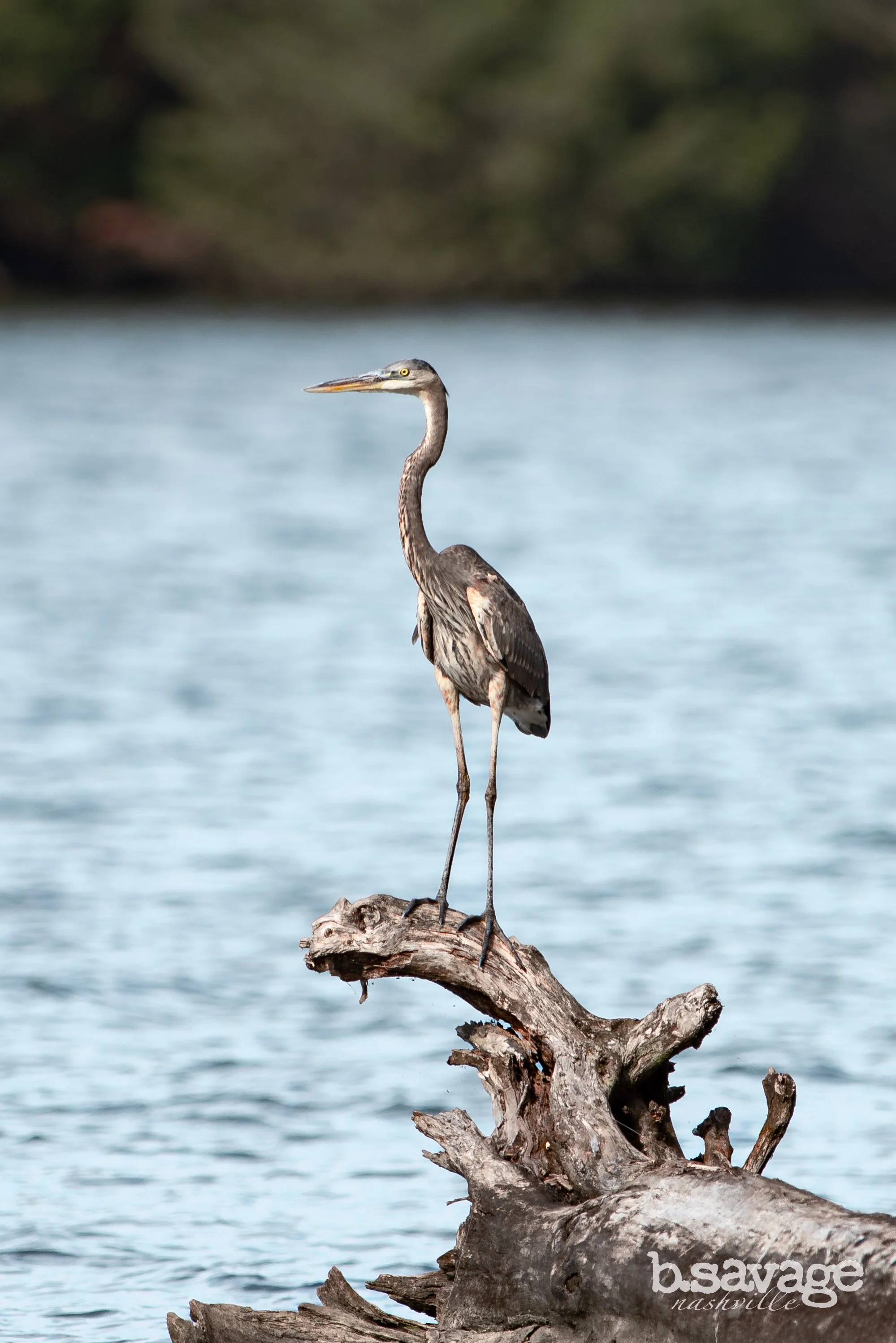 A heron standing on a piece of driftwood near water, with a blurred forest background.