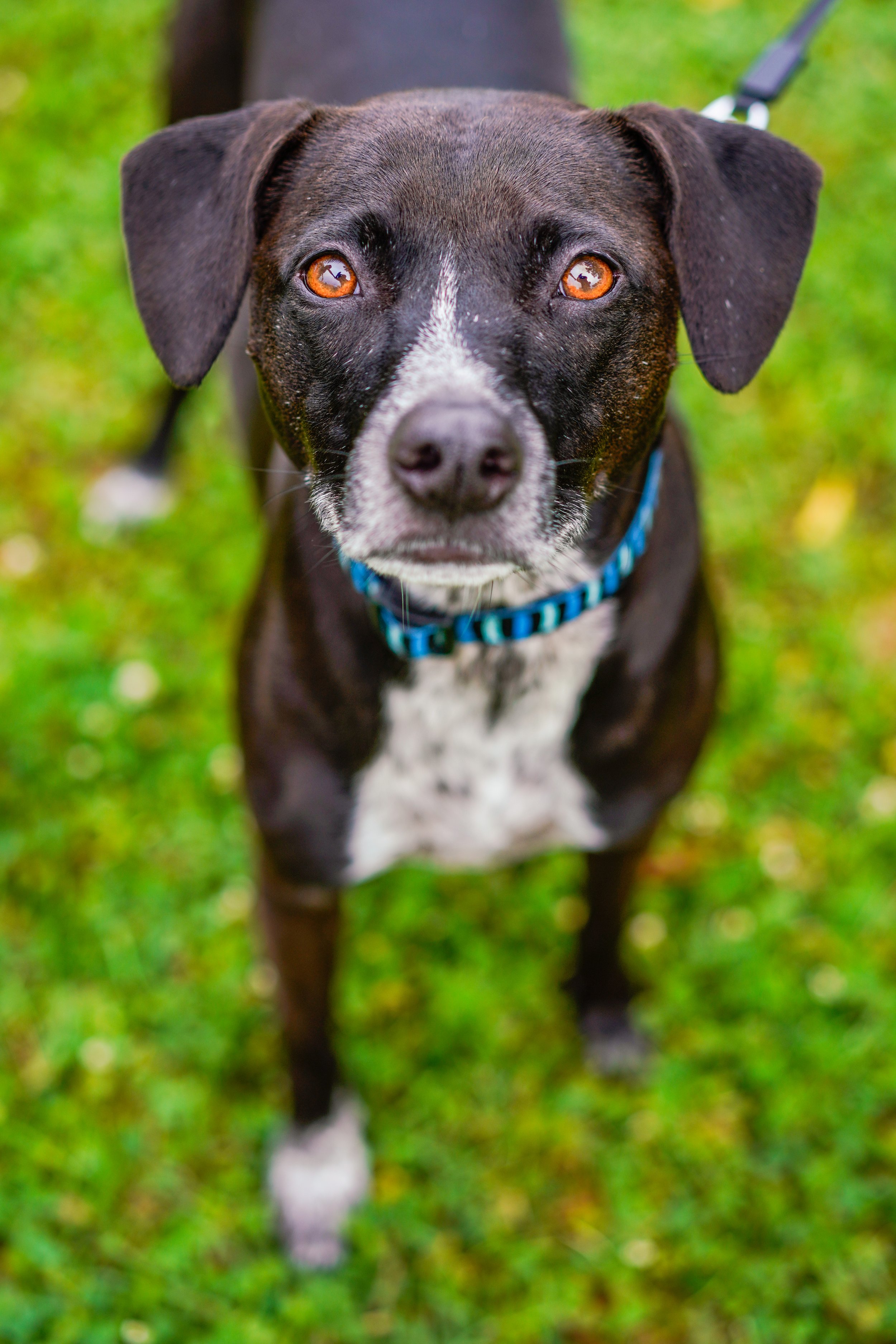 A black and white dog with amber eyes and a blue collar, standing on green grass.