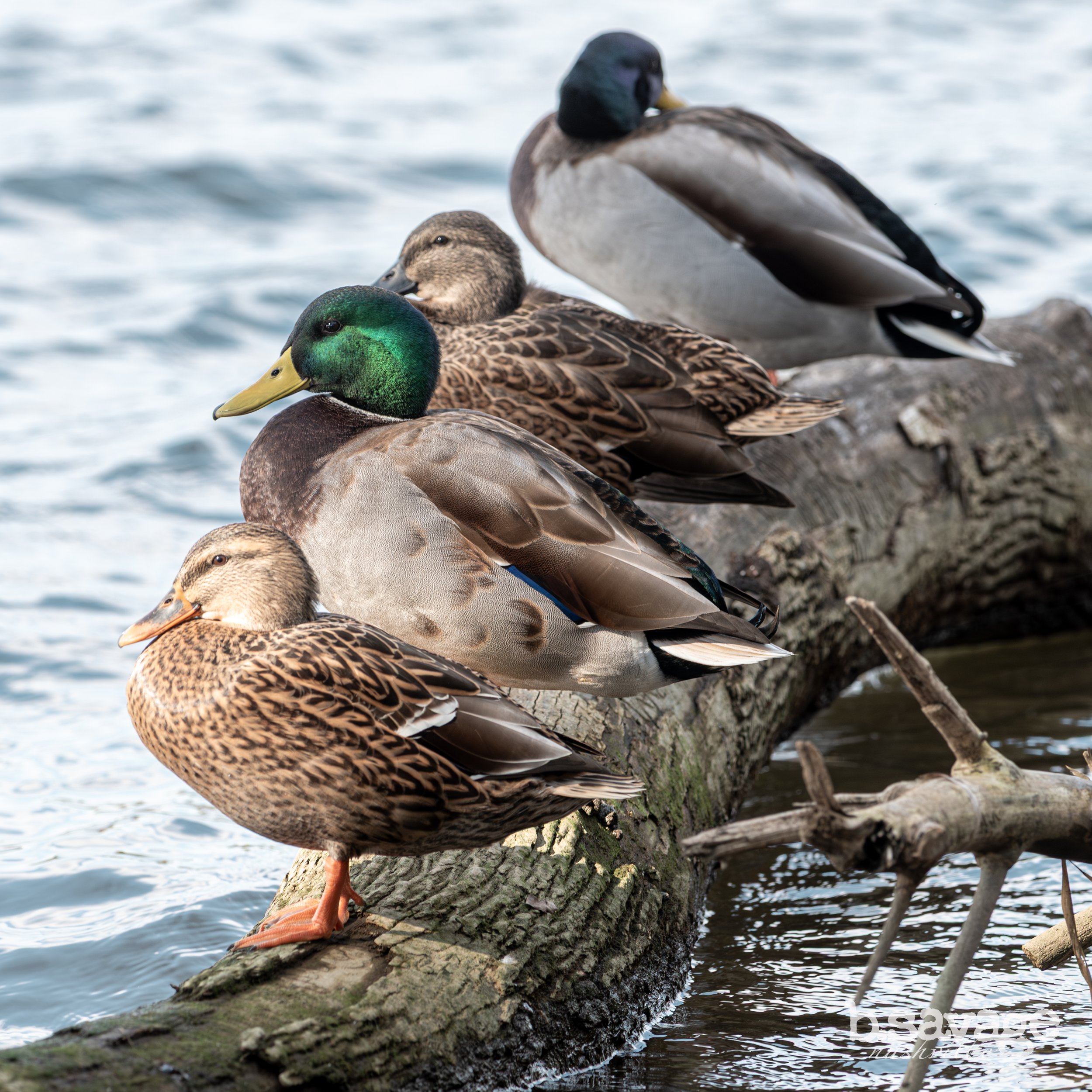 Group of ducks sitting on a log by the water.