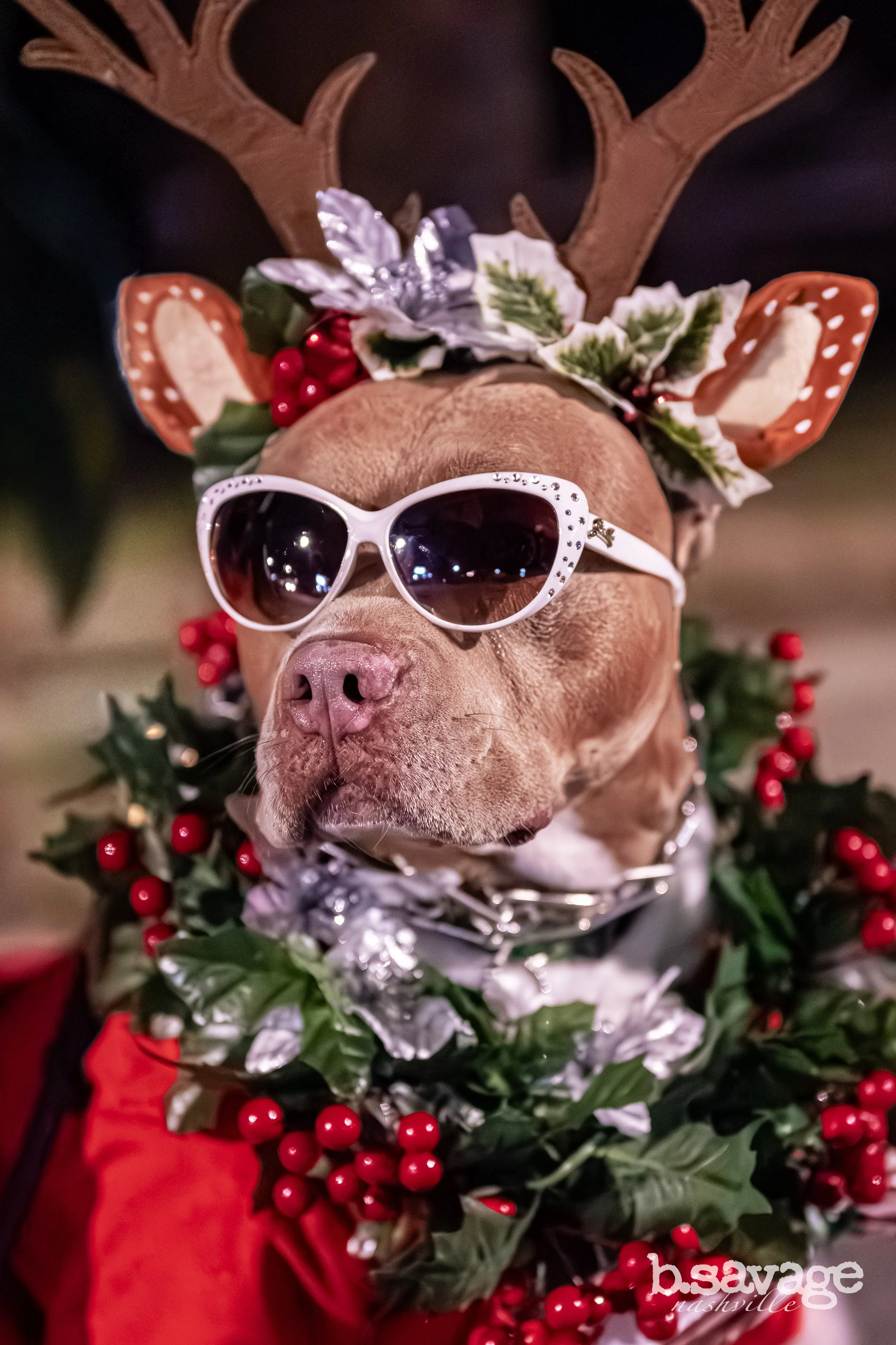 Dog wearing reindeer antlers, sunglasses, and holiday decorations including holly leaves and red berries.