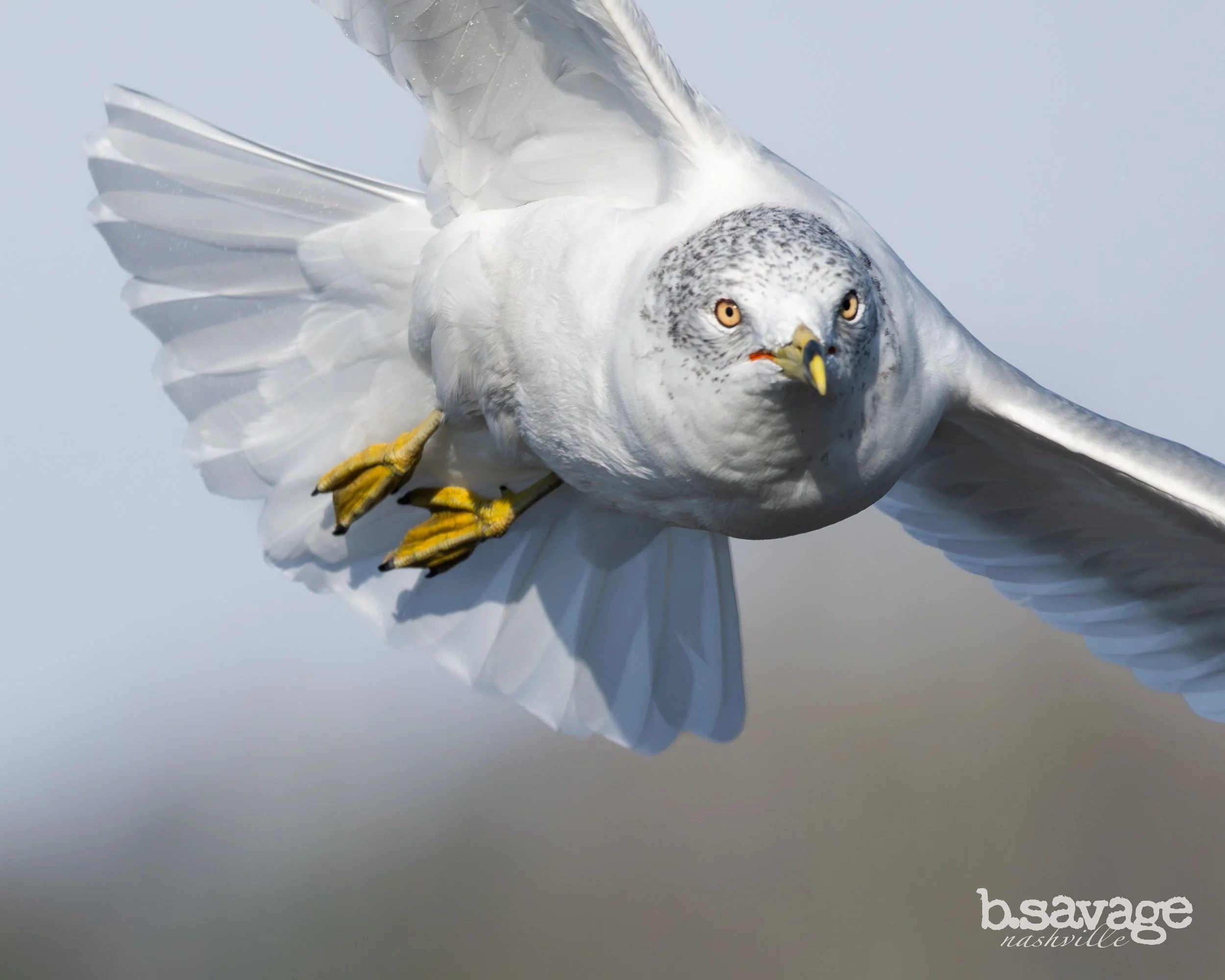 A close-up image of a snowy owl in flight, with its wings spread and yellow talons visible. The background is a plain, light sky. The logo "b.savage Nashville" is seen in the bottom right corner.