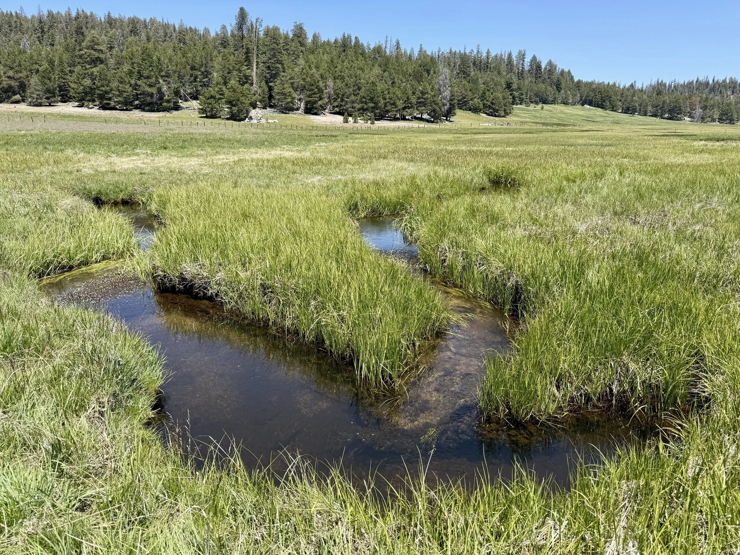 Casa Vieja Meadow - Golden Trout Winderness - 2025