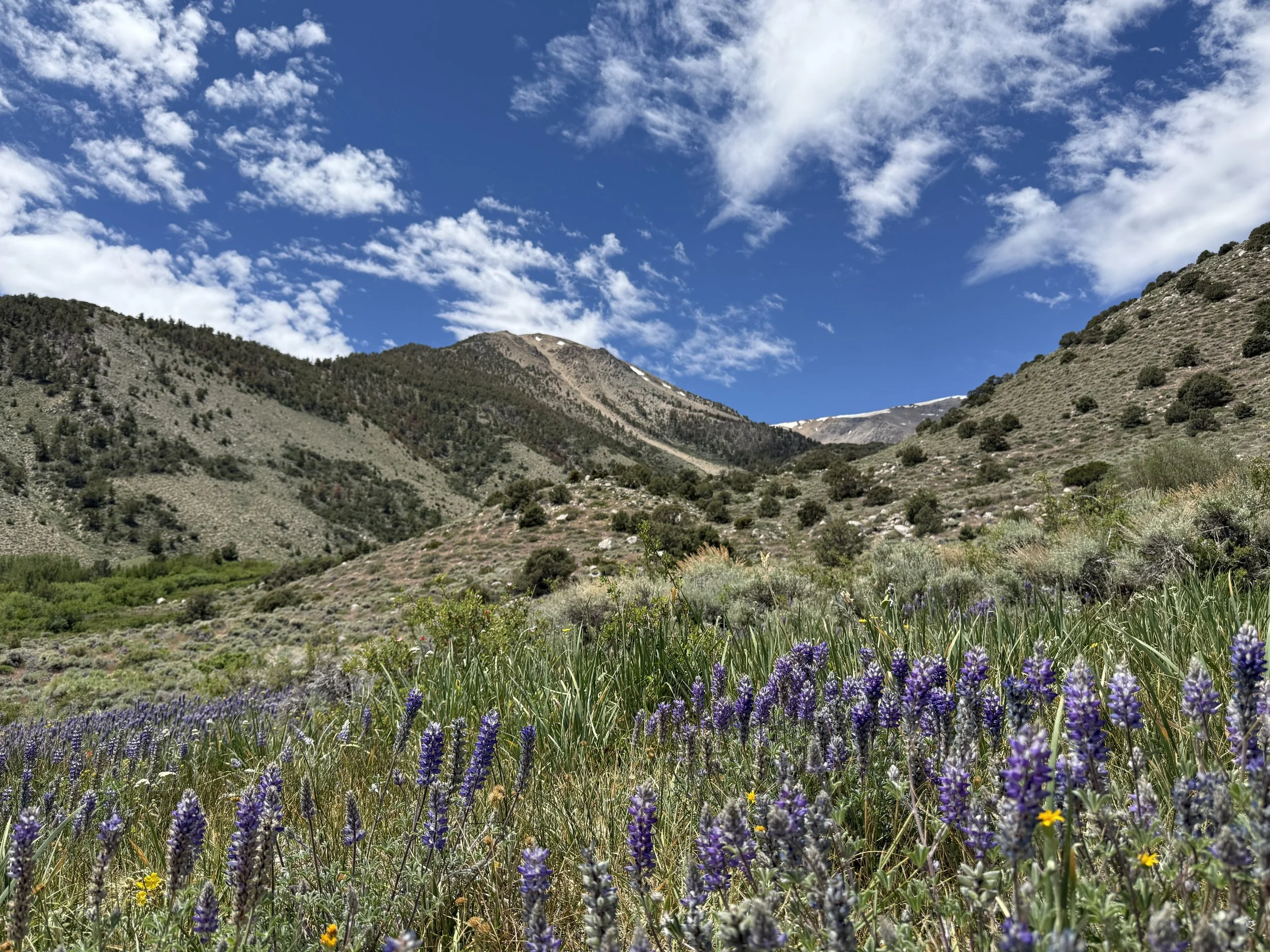 Chiatovich Meadow Restoration - 2026