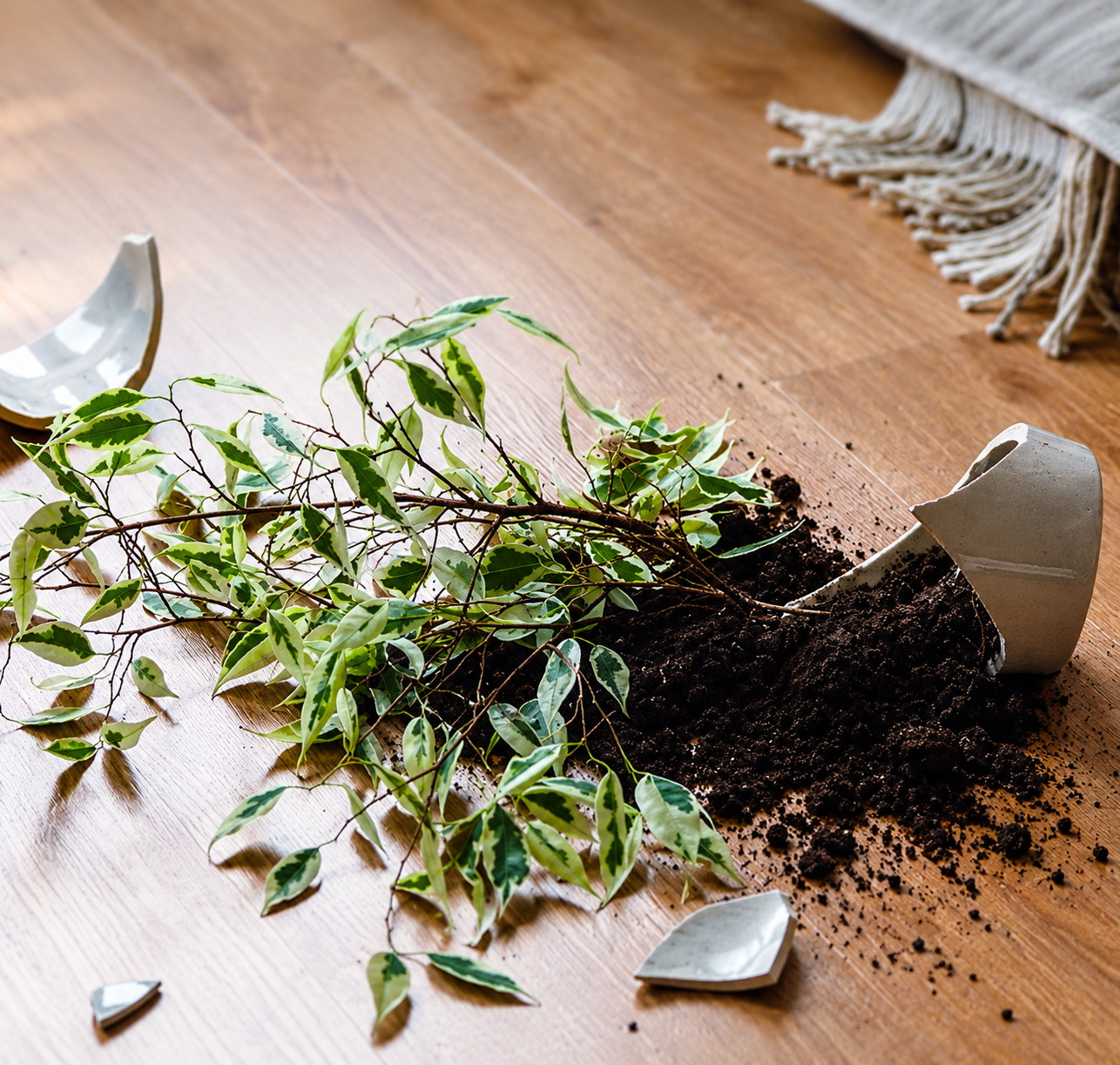 A shattered white ceramic planter with green and white variegated leaves spilled onto a wooden floor, some soil scattered around.