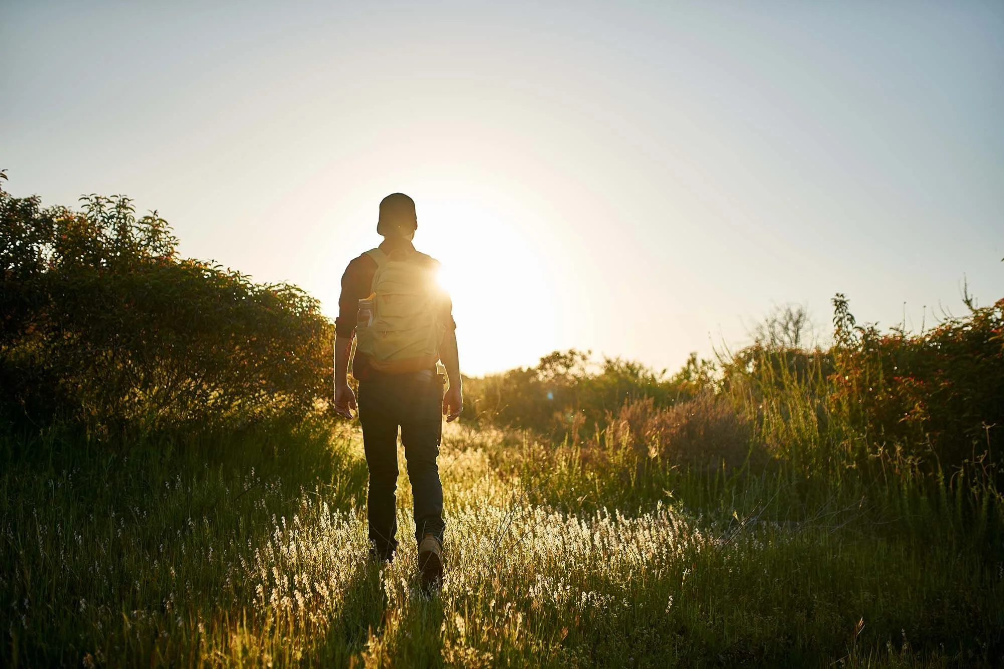 A person walking through a grassy field near bushes at sunset, with the sun low on the horizon and creating a silhouette.