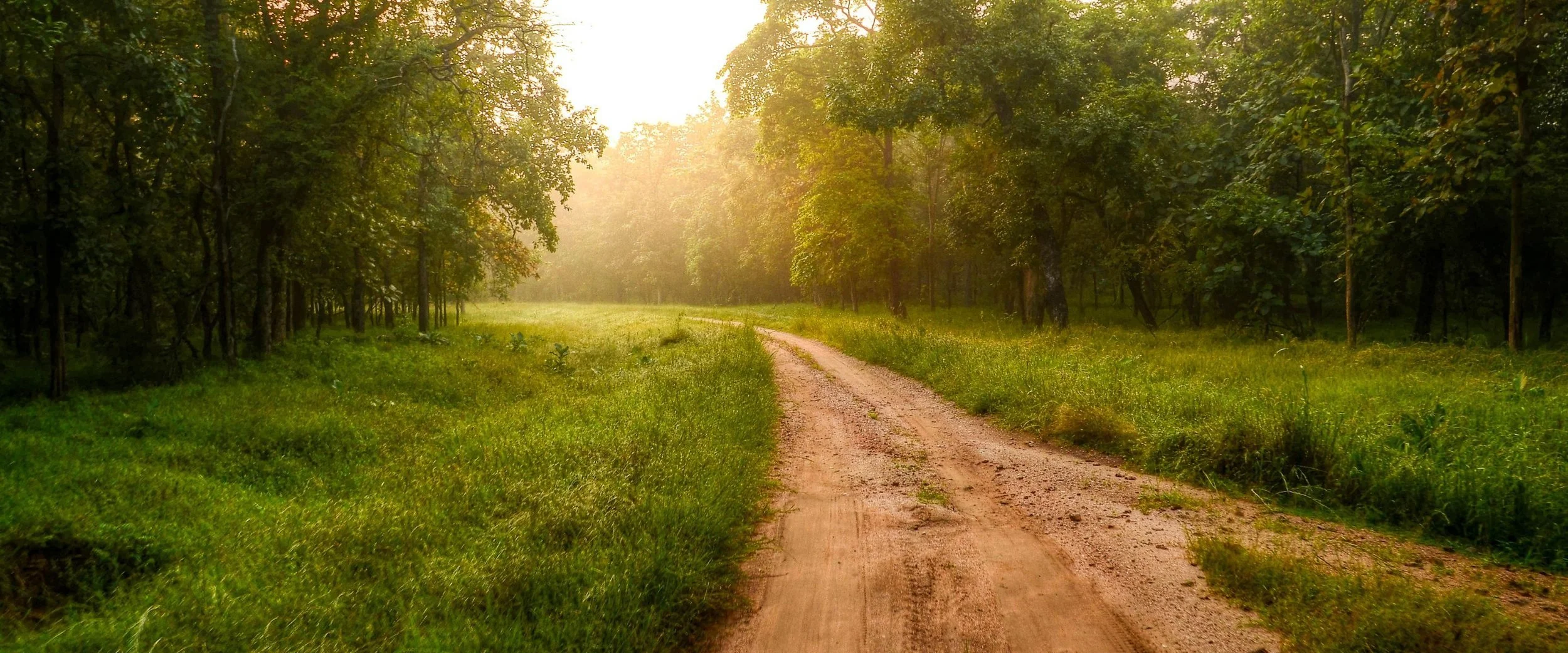 Dirt road running through a green forest with sunlight filtering through the trees.