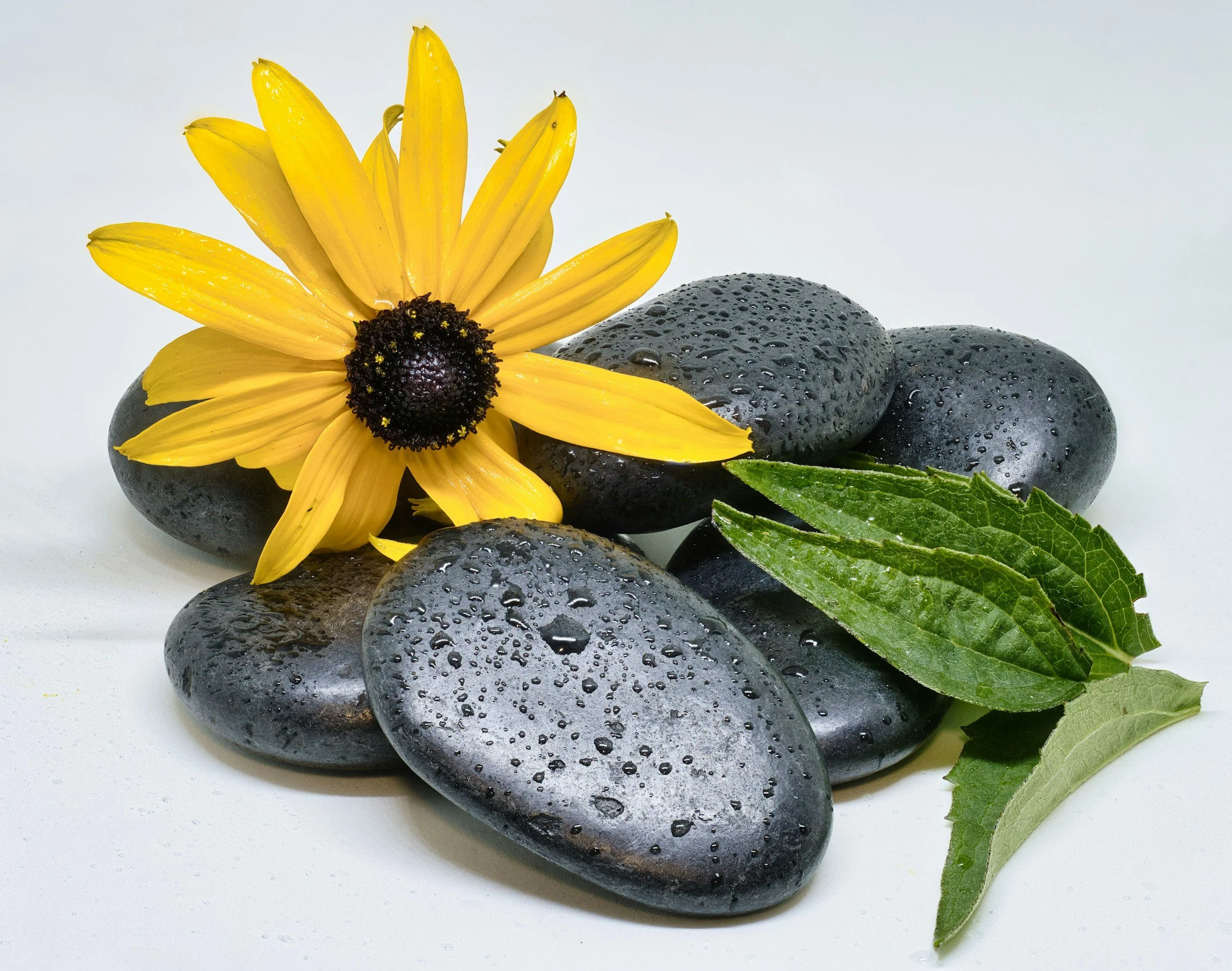 A yellow flower with a dark center, accompanied by wet black stones, green leaves, and a sprig of greenery on a white background.