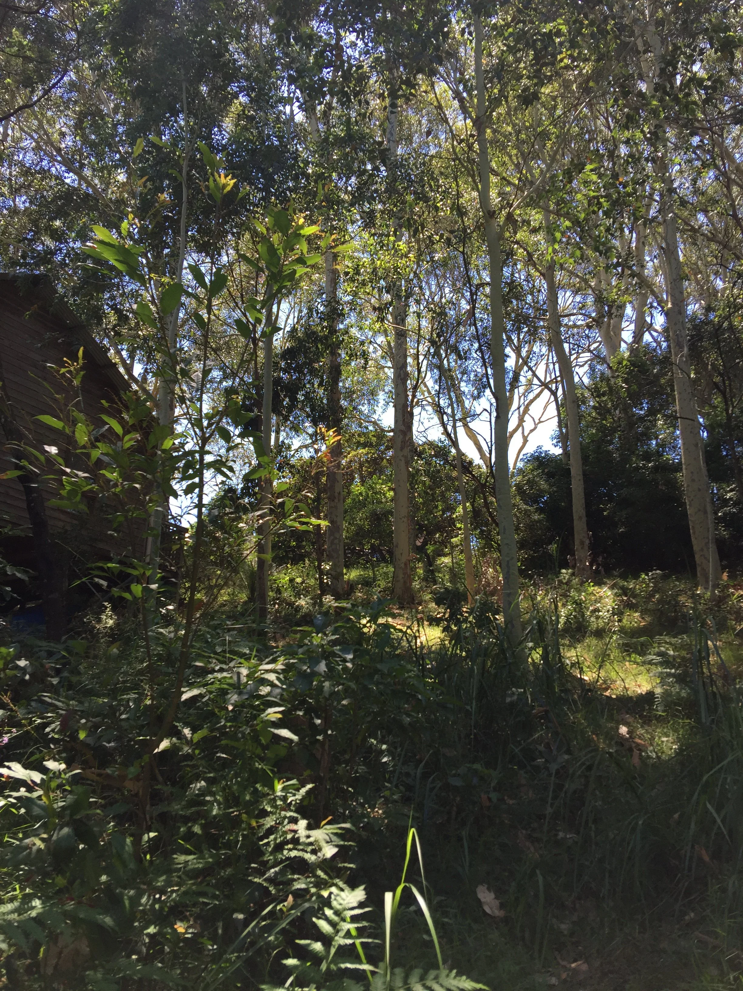 Dense forest with tall trees, green foliage, and sunlight filtering through the leaves.