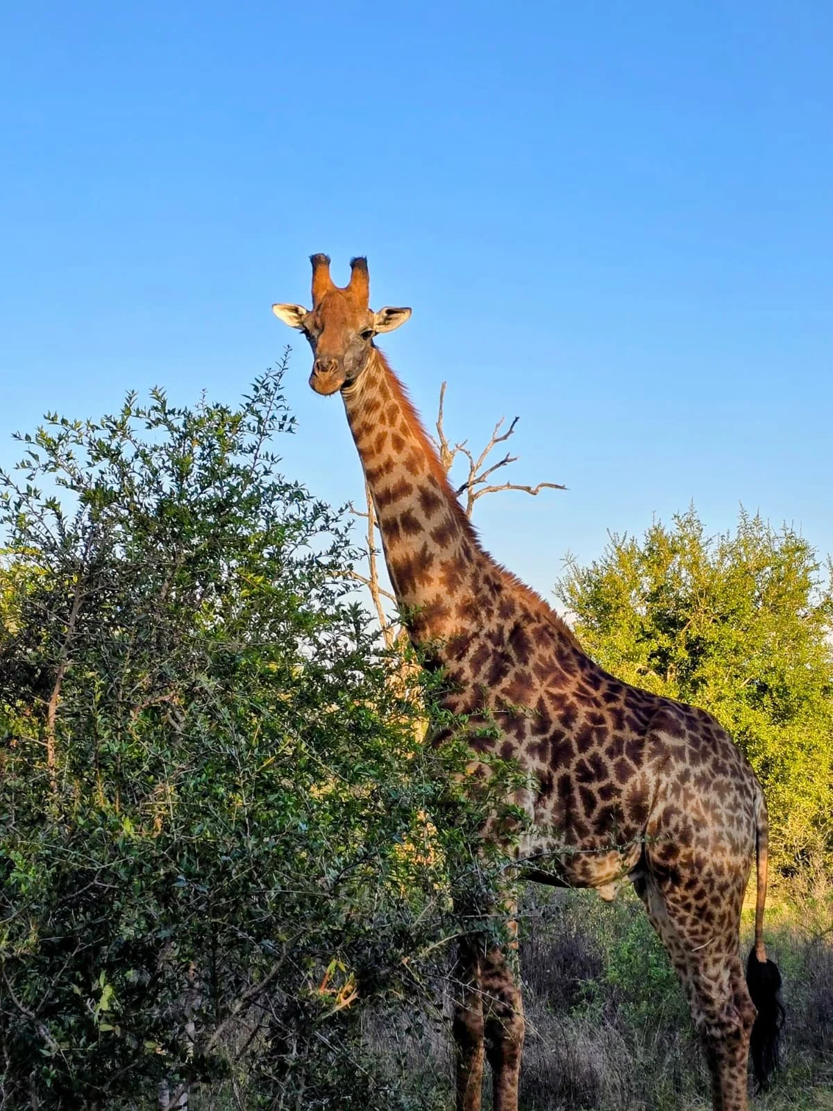 A giraffe in Mbuluzi Game Reserve standing among bushes and trees against a clear blue sky, looking directly at the camera.