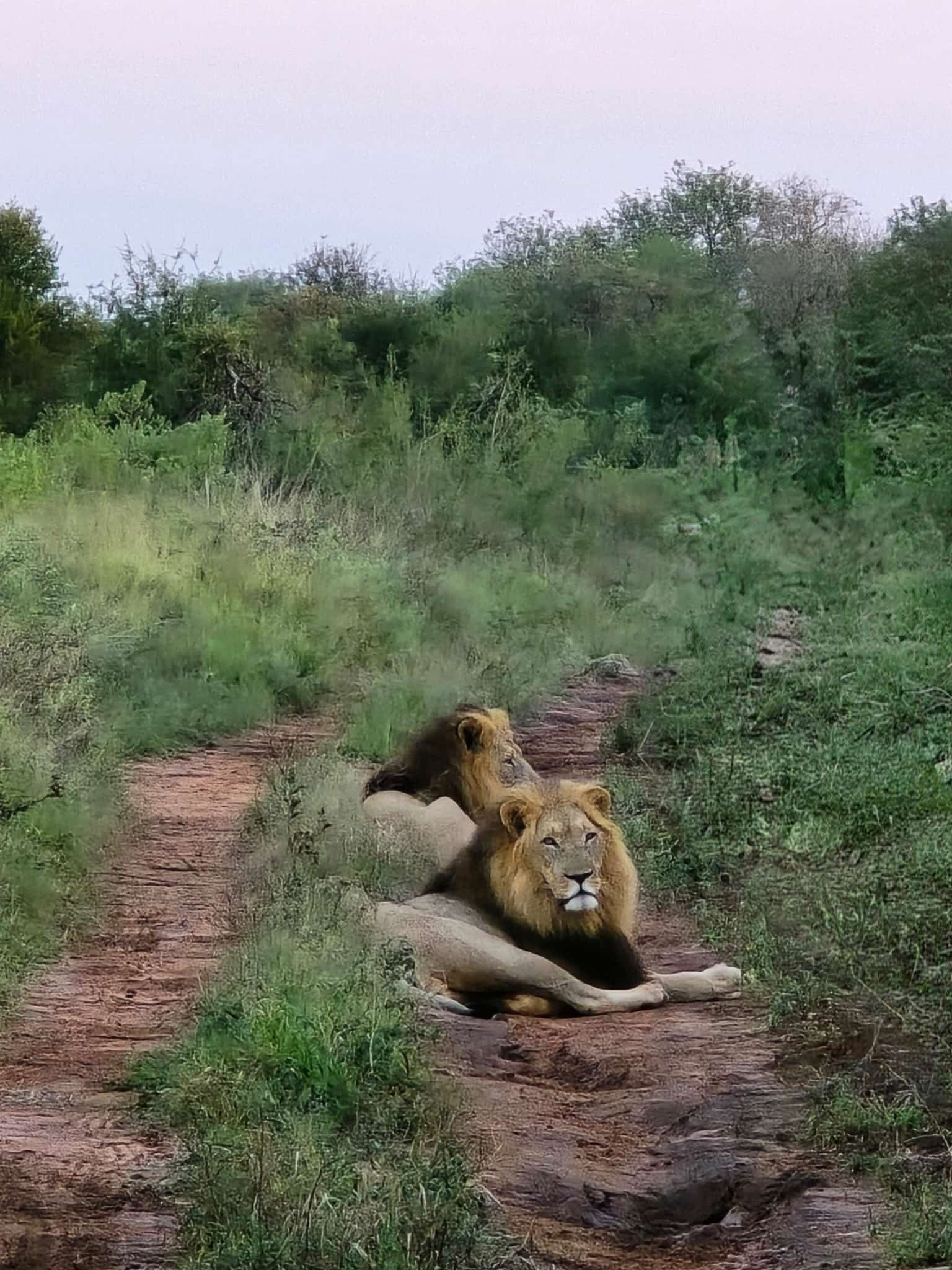 A lion resting on a dirt path in a grassy and wooded area.