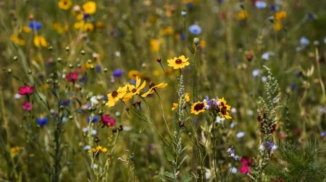 wild flowers in a meadow up close