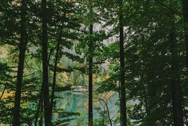 Trees by a lake
