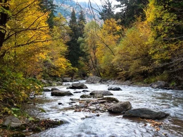 A river running through a forest