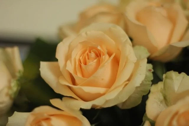 yellow rose close up