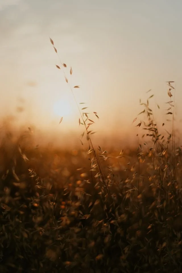 Some wheat grass in the sunrise