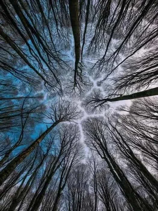 Trees in winter with no leaves