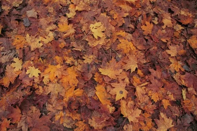 A pile of fall leaves