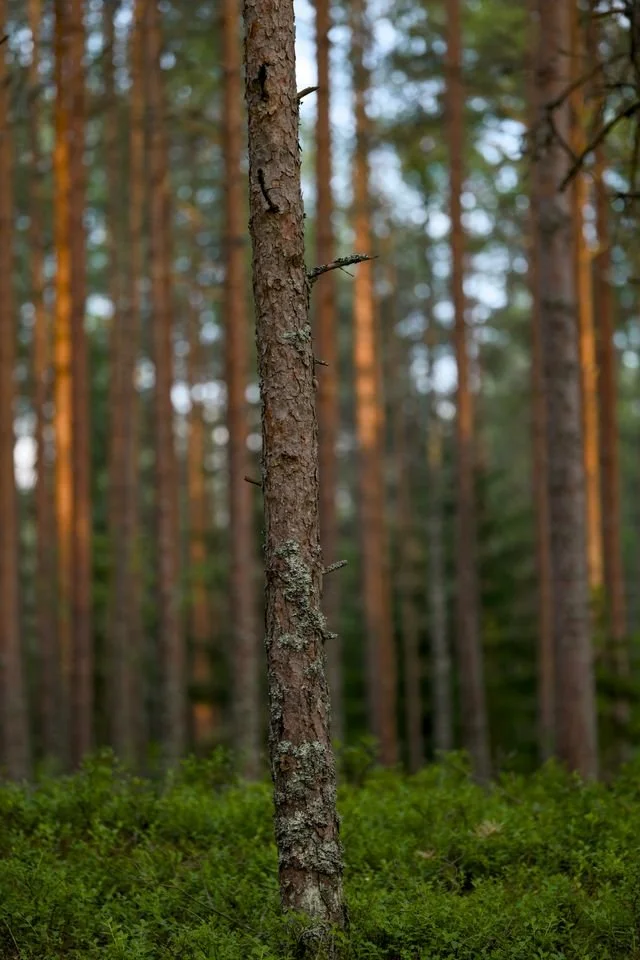 a lone tree in the forest