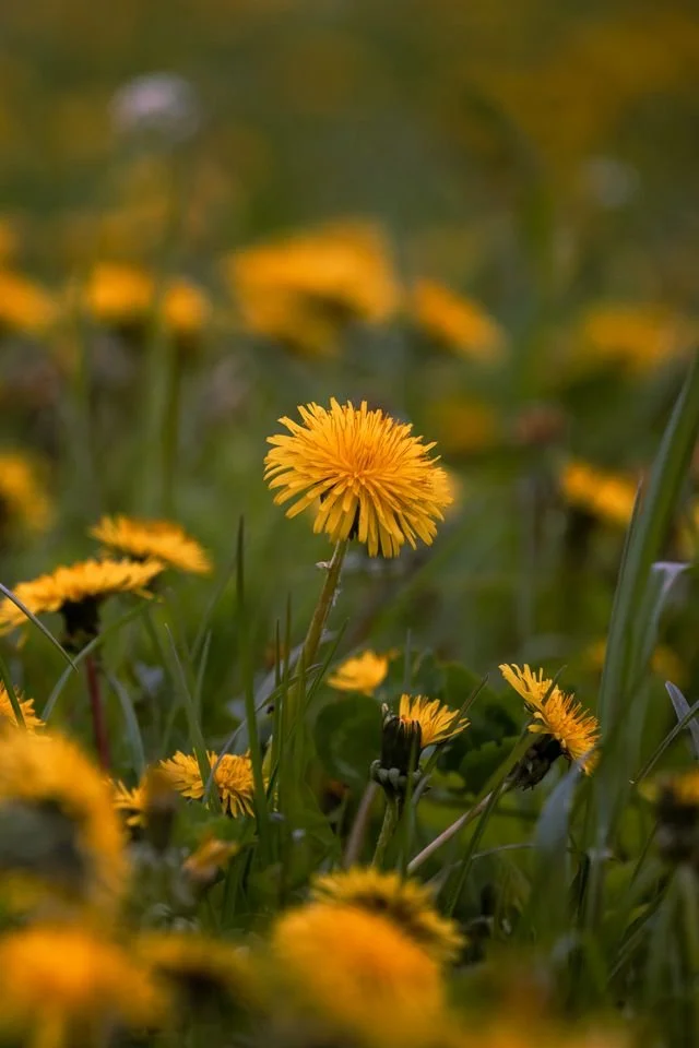 dandelions in a field