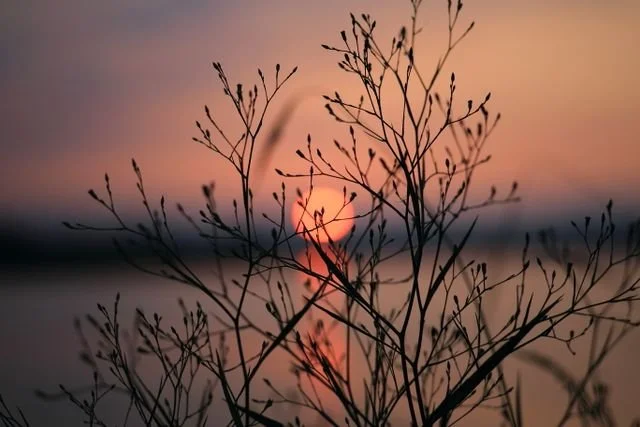 sunset on the water and a branch in front