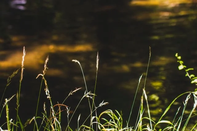a stream with grass