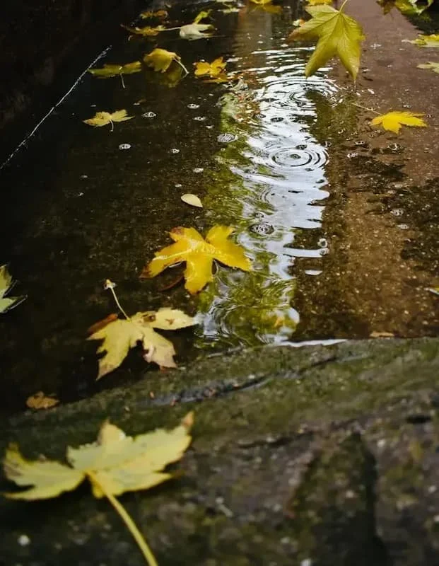 colored leaves in a drain