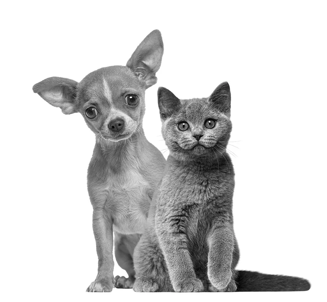 Black and white photo of a small dog with large ears and a cat with short fur sitting close together