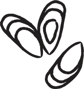 Line drawing of Green Lipped Mussel
