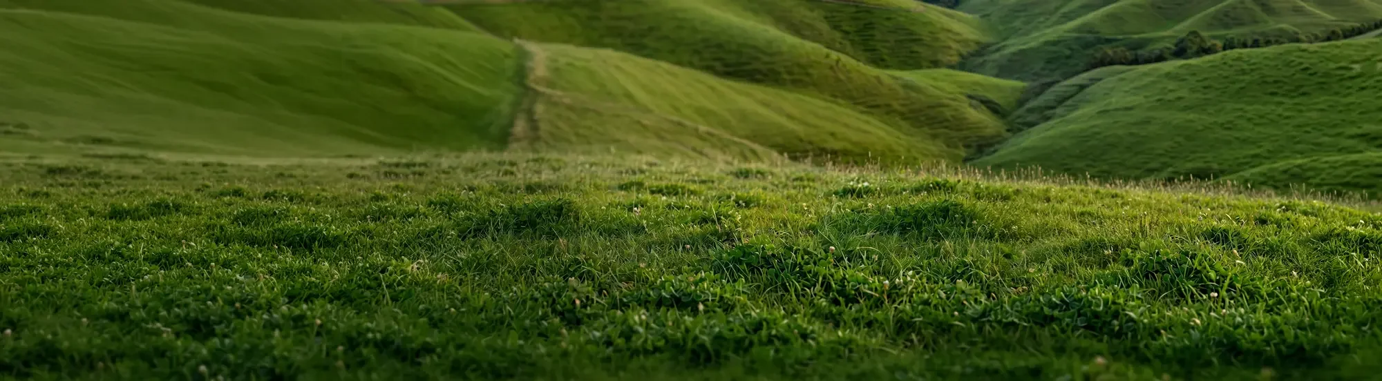 New Zealand grass-fed farmland, green rolling hills with a narrow path winding through