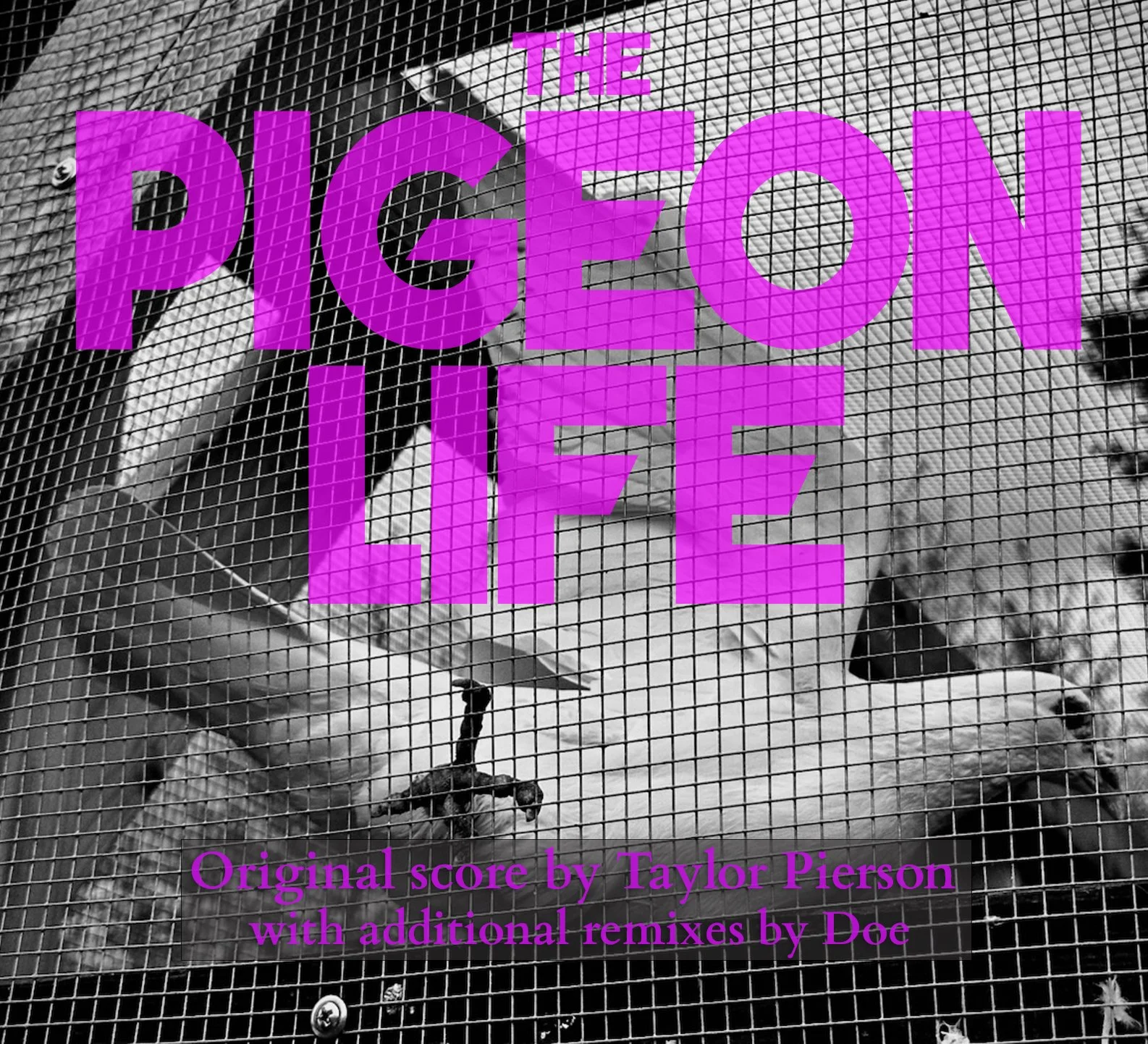 The Pigeon Life Original Score by Taylor Pierson
