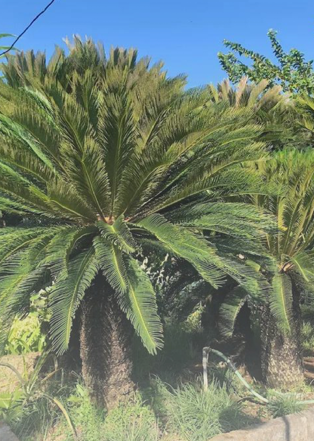 Close-up of a large palm tree with thick trunk and long, green fronds against a clear blue sky.