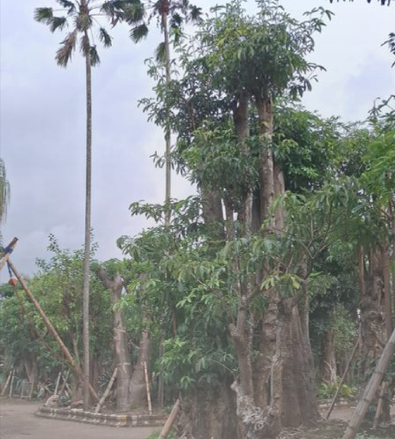 Tall palm trees and other lush green trees in a garden or park on a cloudy day.