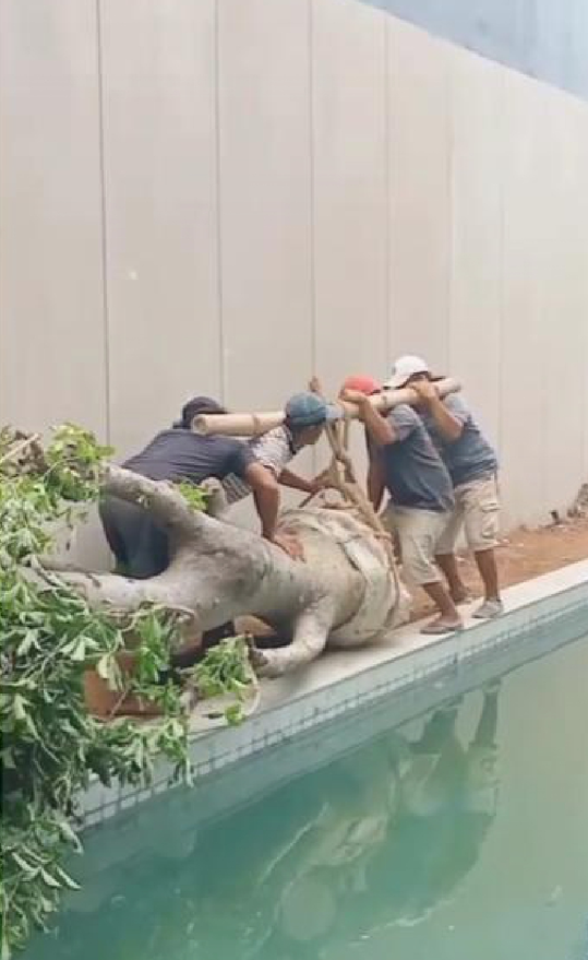 Five people attempting to move a large, downed elephant lying on its side next to a pool, using ropes and pushing.