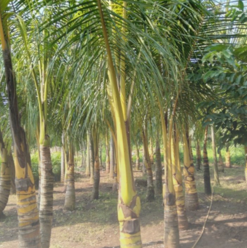 A grove of palm trees with tall, slender trunks and green fronds.