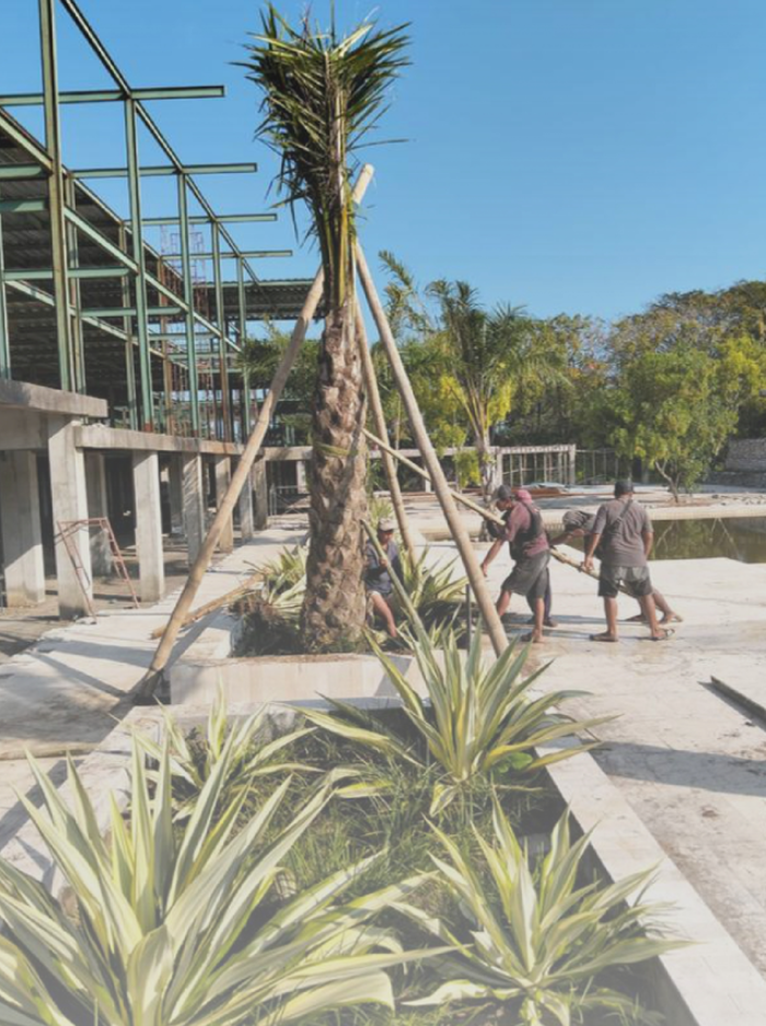Workers planting a palm tree in a landscaped outdoor area near modern buildings with a glass facade.